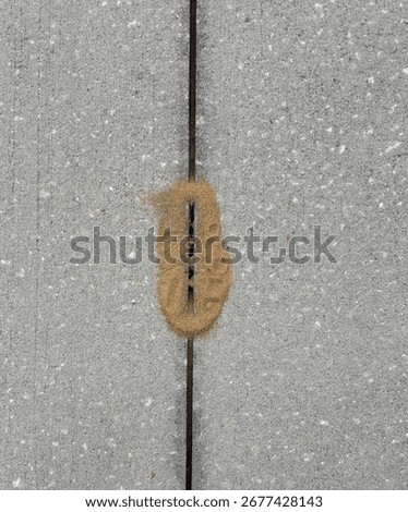 Ants Invading the Walking Path
