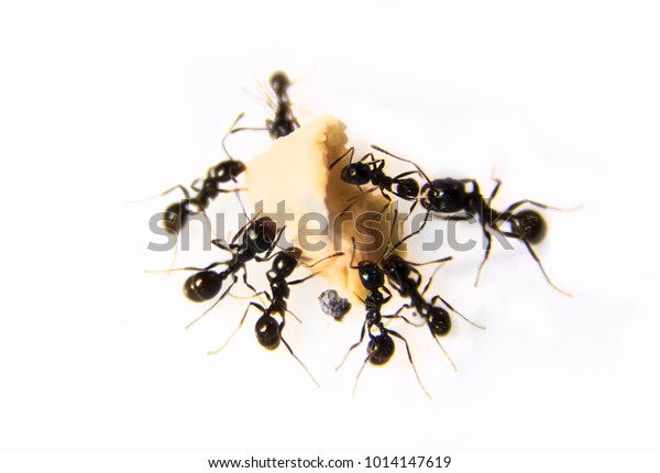 Ants Kitchen Black Ants On White Stock Photo 1014147619 Shutterstock   Ants Kitchen Black On White 600w 1014147619 