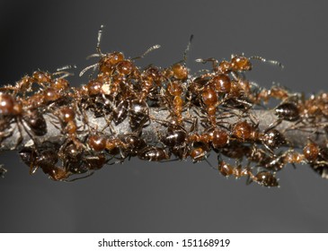 ants. macro
