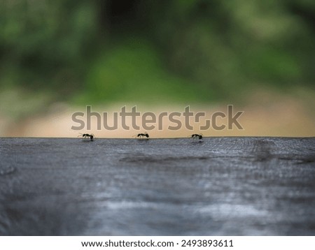 Ants marching in the green