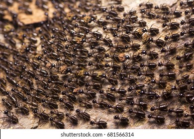 Ants Migrating On Forest Floor