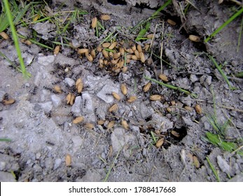 Ants move eggs sacks when nest is disturbed.