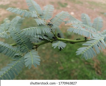 Ants Moves On Branch Of Acacia Tree