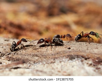 ants in natural habitat (Formica rufa)
