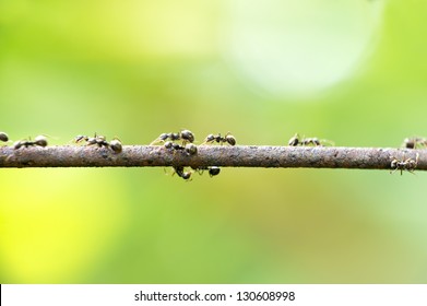 ants in nature walking on a rusty iron rods (DOF)