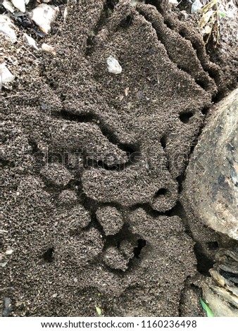 The ant's nest