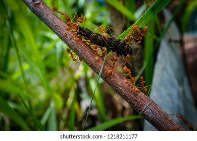 Ants nest on the tree.