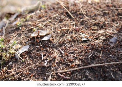 Ants On Anthill In Macro