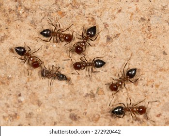 ants on a brown wall