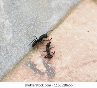 Ants On The Cement Floor.