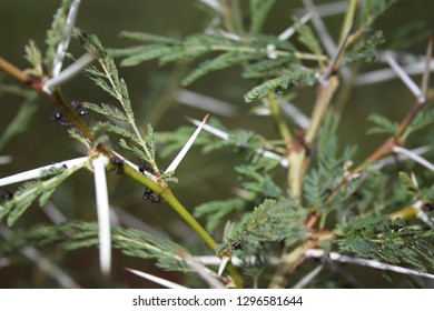 Ants on fever tree, Vachellia xanthophloea, Acacia xanthophloea, South Africa