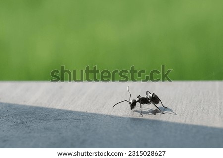 ants are on the table