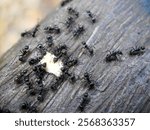 Ants on a tree branch, swarming around the food, the food is biscuits