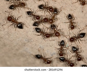 ants on the wall