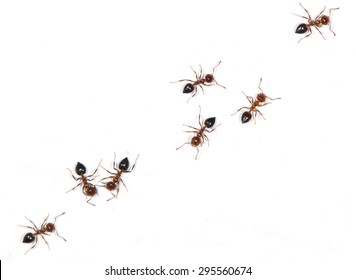 ants on a white background