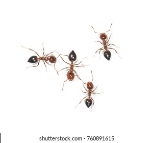59,921 Ants white background Images, Stock Photos & Vectors | Shutterstock