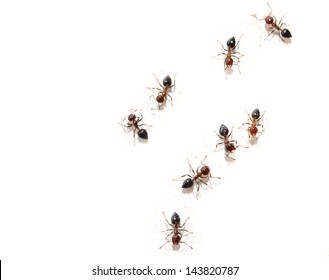 ants on a white wall