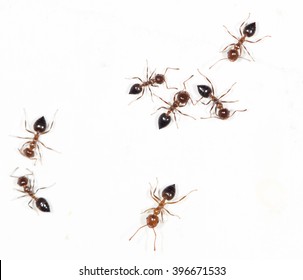 ants on a white wall
