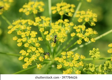 Ants On Wild Parsnip Flower