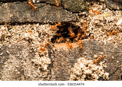 Ants On Wood Closeup 260nw 536314474 