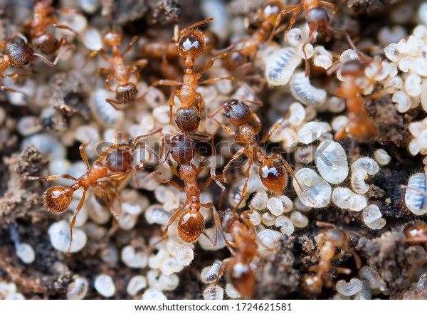 Ants Protecting Larva Eggs Extreme Close Stock Photo 1724621581 |  Shutterstock