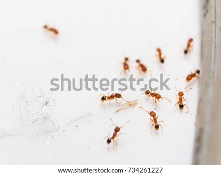 Ants selected focus 