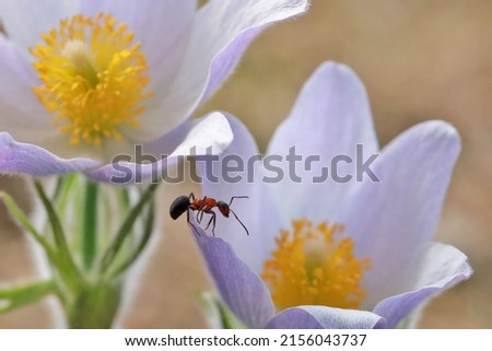 Ants sits on a flower Anémone. 
Pasque-flower Anémone pátens is a  one of the first spring forest flowers.
