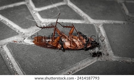 Ants swarming dead cockroach on the floor and eat it.