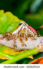 Ants Team Work 
