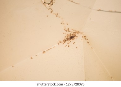 Ants And Termites In House Pest