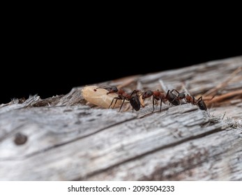 Ants Transport A Large Ant Pupa Over A Log.