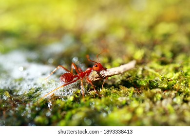 
Ants Are Trapped In The Soapy Water