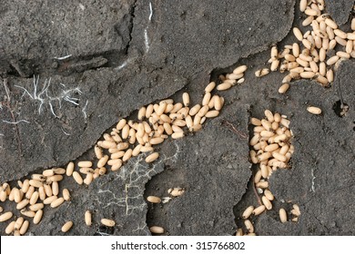 Ants Are The Tunnels Of Ant Larvae