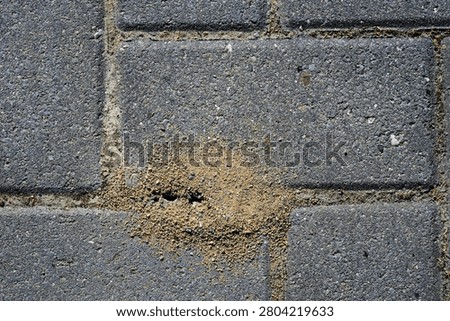 Ants are undermining the pavement of a patio or path by digging sand out of the joints, these insects are beneficial organisms in the ecosystem but can also become a nuisance, top view, copy space