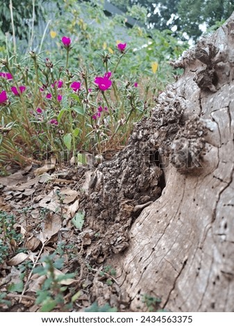 ant's view of a treetrunk and flower garden