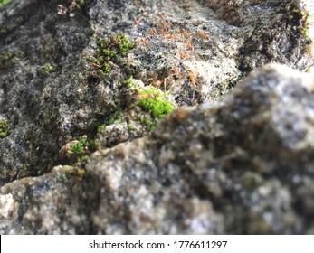 Ants Walking Through Cement Plastered Wall, Including Rock Ferns Are Also Seen. Ants Helping Each Other