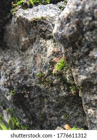 Ants Walking Through Cement Plastered Wall, Including Rock Ferns Are Also Seen. Ants Helping Each Other