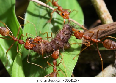 Ants at work moving food a teamwork concept