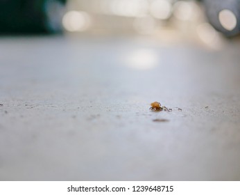 Ants Working As A Team Carrying Bread Crumbs On A Concrete Floor