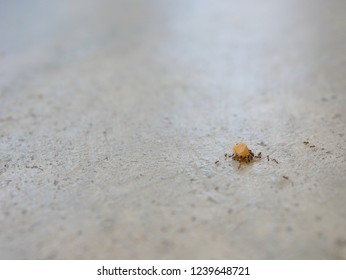 Ants Working As A Team Carrying Bread Crumbs On A Concrete Floor