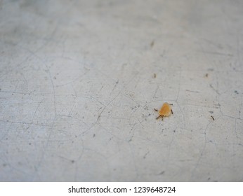 Ants Working As A Team Carrying Bread Crumbs On A Concrete Floor