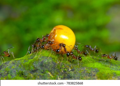 Ants Working Together To Carry Food