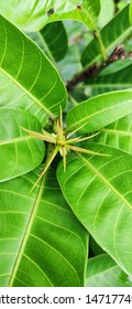 Ants Working Together On Green Leaves