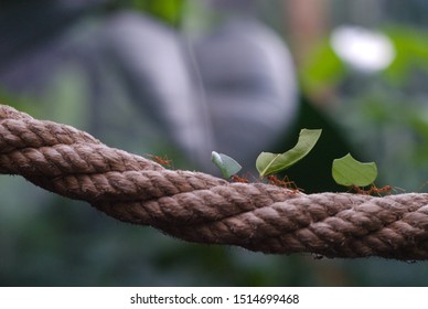 Ants working together, pick up leaf, walking on a Rope. 