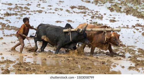 Two adorable boyz in bare plough