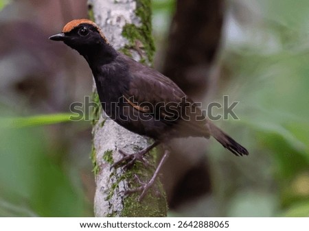 A antthrush ant perched on a tree trunk in the forest.