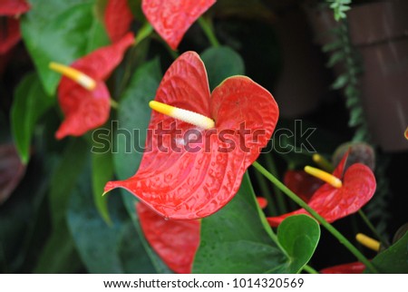 the anturium flower