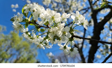 Antwerp / Belgium - April 2020: Close-up Of White Cherry Blossom On A Beautiful Spring Day