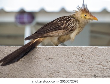 Anu Branco - Guira Guira - Guira Cuckoo