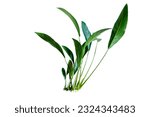Anubias Congensis (Anubias Heterophylla) aquarium plants isolated on white background, clipping path included
